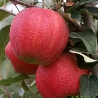 Яблоня ГАЛА ШНИГА в Витебске