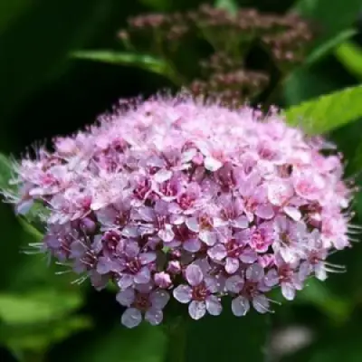 Спирея ПИНК СПАРКЛЕР в Витебске