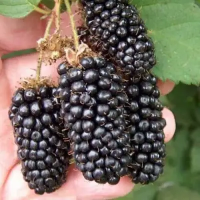 Ежевика ЛОХ НЕСС бесшипная  в Витебске