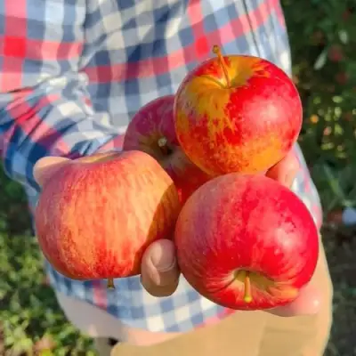 Яблоня КРАСАВИТА в Витебске