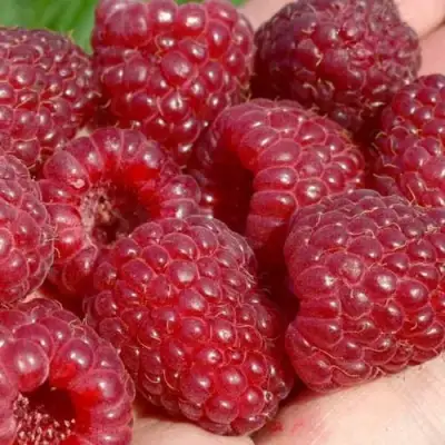 Малина ГИГАНТ РУБИНОВЫЙ в Витебске