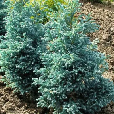 Кипарисовик БУЛЕВАРД горохоплодный в Витебске