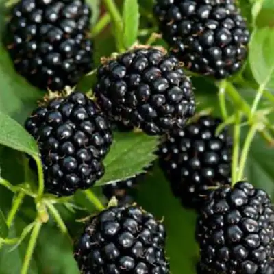 Ежевика КИТАНИНИ бесшипная  в Витебске