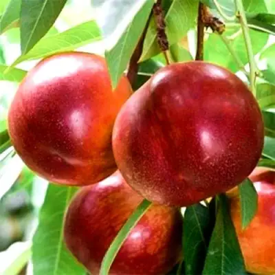 Нектарин СТАРК РЕД ГОЛД в Витебске