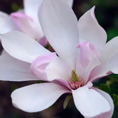 Магнолия ПИНКИ в Витебске