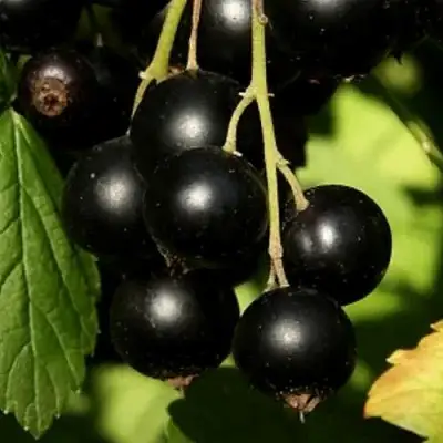 Смородина черная КЛУССОНОВСКАЯ в Витебске