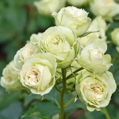 Роза ГРИН ДАЙМОНД миниатюрная в Витебске