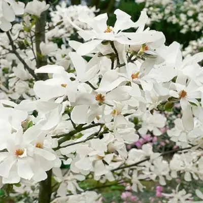 Магнолия ЛЕБНЕРА МЕРРИЛЛ в Витебске