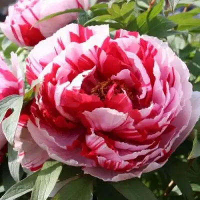 Пион РЕД ВИЗ ПИНК древовидный в Витебске