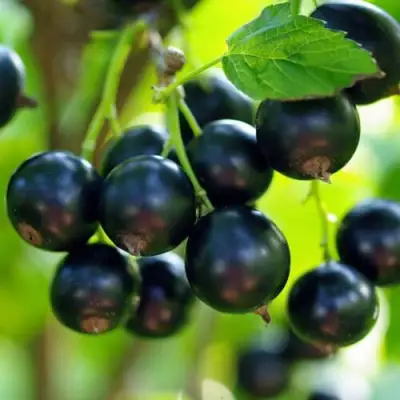 Смородина чёрная ВЕЛОЙ (ЛЕНИНГРАДСКАЯ СЛАДКАЯ) в Витебске