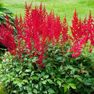 Астильба КОБЛЕНЦ японская в Витебске