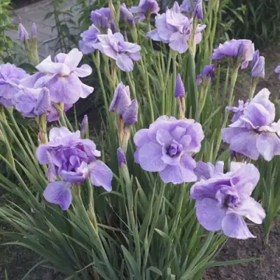 Ирис ИМПЕРИАЛ ОПАЛ сибирский в Витебске