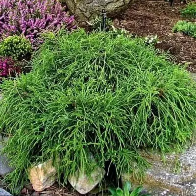 Кипарисовик ФИЛИФЕРА НАНА горохоплодный  в Витебске