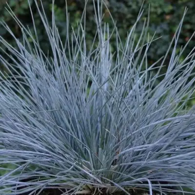 Овсяница АЙСФОГЕЛЬ сизая в Витебске