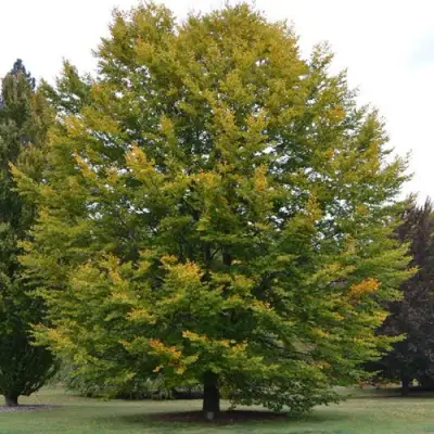 Бук лесной в Витебске