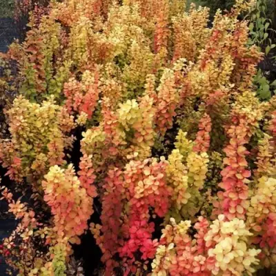 Барбарис САММЕР САНСЕТ тунберга в Витебске