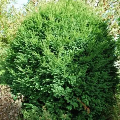 Тис РЕПАНДЕНС ягодный в Витебске