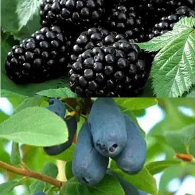 Комплект ЯГОДНЫЙ ДУЭТ в Витебске