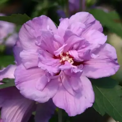 Гибискус АРДЕНС сирийский в Витебске