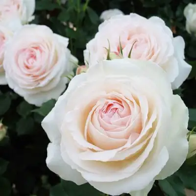 саженцы розы Пале Рояль