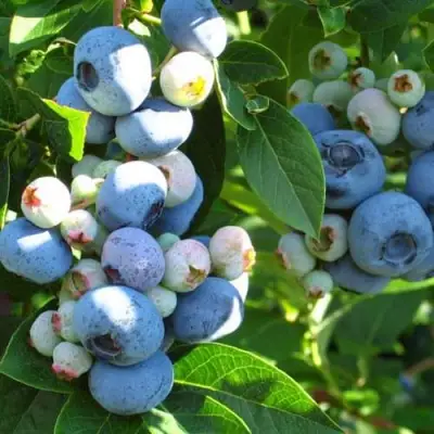 Голубика ДАРРОУ в Витебске