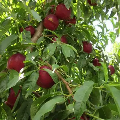 Нектарин ЭКСТРИМ БЬЮТИ в Витебске