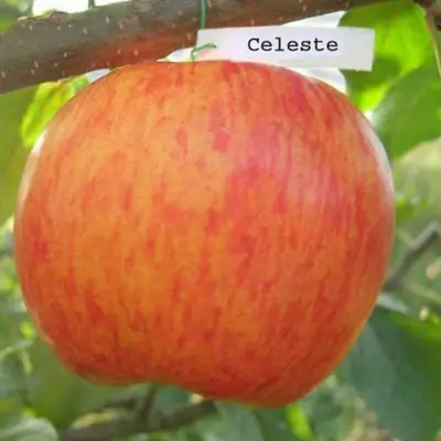 Яблоня ЦЕЛЕСТЕ в Витебске