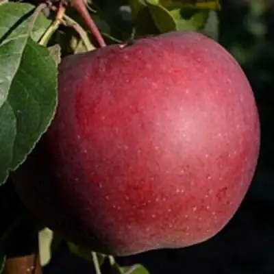 Яблоня БЕЛОРУССКОЕ СЛАДКОЕ в Витебске