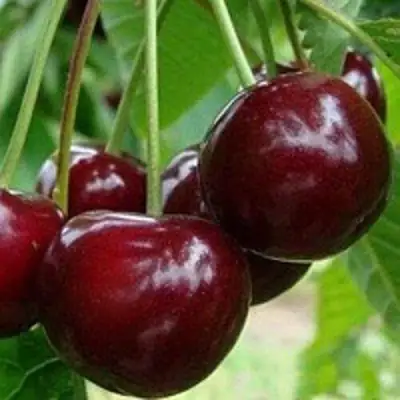 Вишня МИЛАВИЦА в Витебске