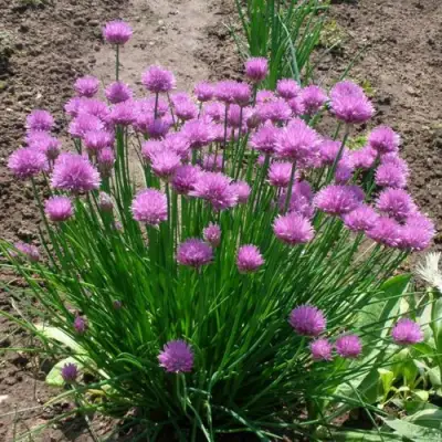 Лук-шнитт в Витебске