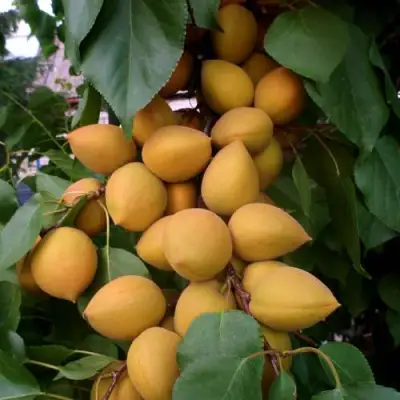 Абрикос МАНИТОБА в Витебске