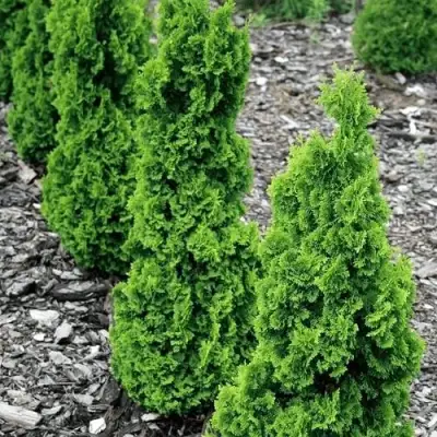 Туя ЗМАТЛИК западная в Витебске