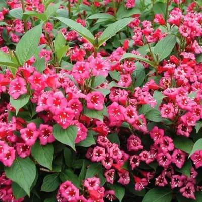 Вейгела БРИСТОЛЬ РУБИ в Витебске