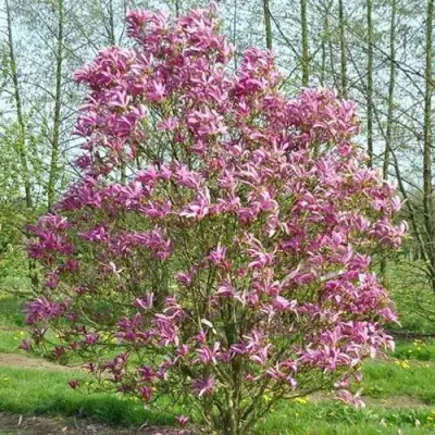 Магнолия СЬЮЗАН в Витебске