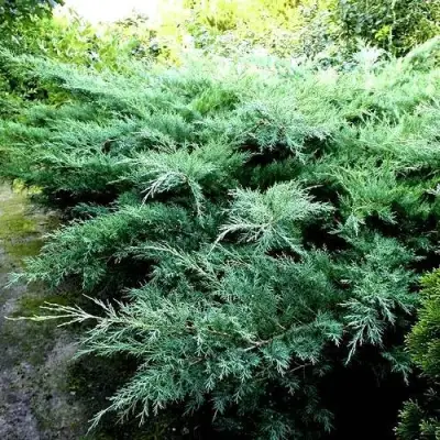 Можжевельник ПФИТЦЕРИАНА ГЛАУКА  средний в Витебске