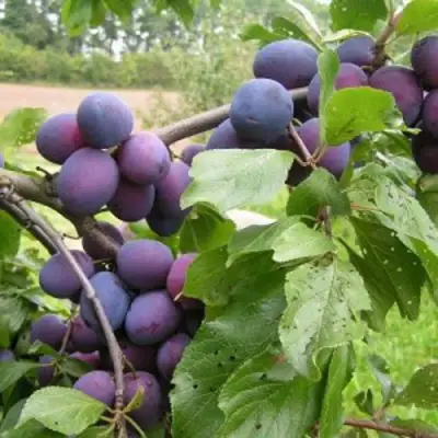 Слива ПЕРДРИГОН в Витебске