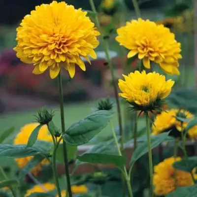 Подсолнечник СОЛЕЙЛ ДЕ ОР в Витебске