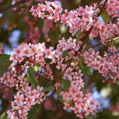 Черемуха КОЛОРАТА в Витебске