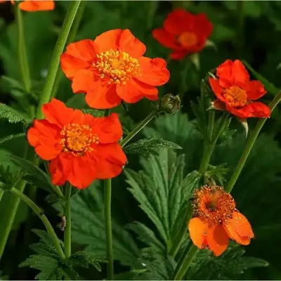 Гравилат БОРИСА в Витебске