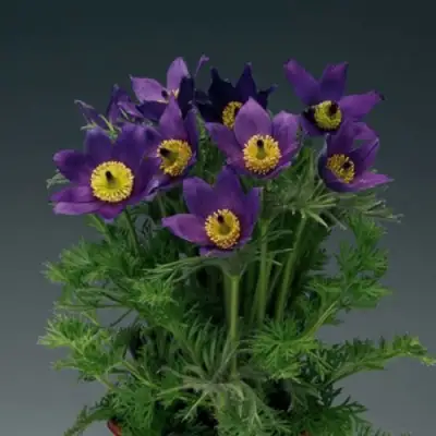 Прострел ПИНВИЛ БЛЮ ШЕЙДЕС в Витебске