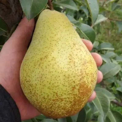 Груша ГЕНЕРАЛ ЛЕКЛЕРК в Витебске