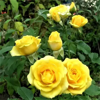 Роза САН СИТИ спрей в Витебске