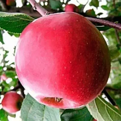 Яблоня КОВАЛЕНКОВСКОЕ в Витебске