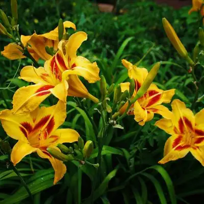 Лилейник БОНАНЗА гибридный в Витебске