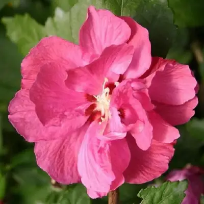 Гибискус ДЮК ДЕ БРАБАНТ сирийский  в Витебске