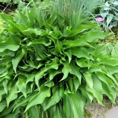 Хоста ГАРРИ ВАН ТРИЕР в Витебске