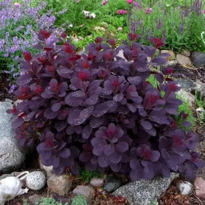 Скумпия РОЯЛ ПЕРПЛ кожевенная в Витебске