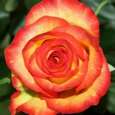 Роза ХАЙ МЭДЖИК чайно-гибридная в Витебске