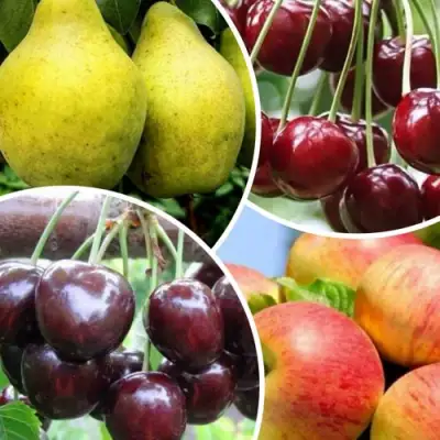 Комплект НАСЛАЖДЕНИЕ в Витебске