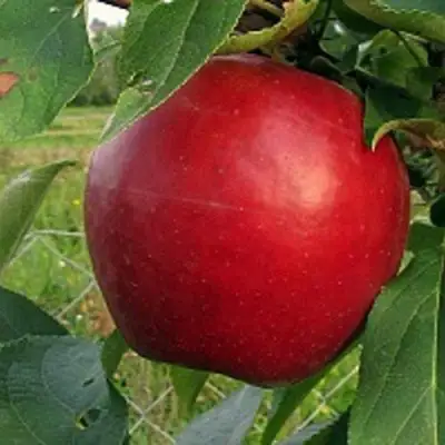 Яблоня РЕДФРИ в Витебске